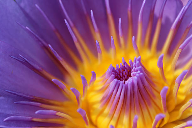 istock Pollen of Water Lily 525355120