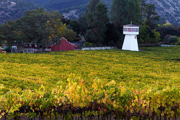 istock Autumn Color in Grape Vines 525355340
