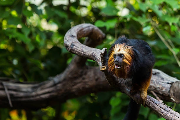 istock Golden Headed Lion Tamarin. 525355506