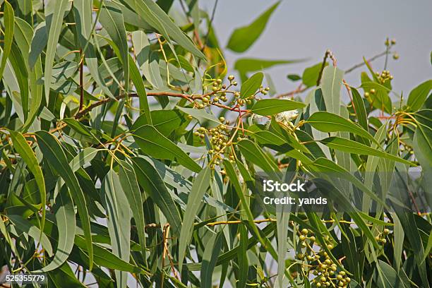 Corymbia Citriodora Lemon Scented Gum Stock Photo - Download Image Now - Eucalyptus Tree, Aromatherapy Oil, Bunch
