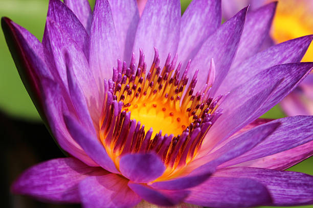 istock Blooming of Water Lily 525355788