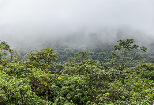Clouds mask the lush green tree tops of a cloud forest in Costa Rica