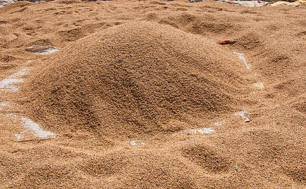istock Rice grains drying up in the sun 525356565