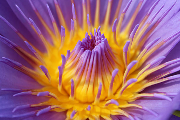 istock Pollen of Water Lily 525357948