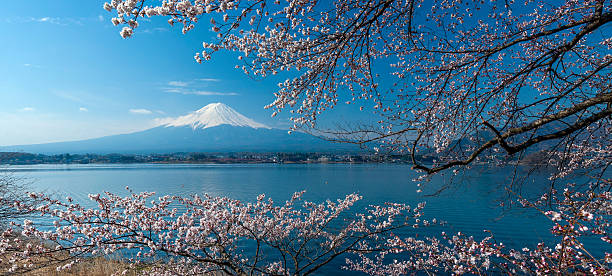 istock Fuji and Cherry Blossom on lake Kawaguchiko 525358019