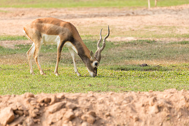 istock Blackbuck eating grass on the ground. 525358150