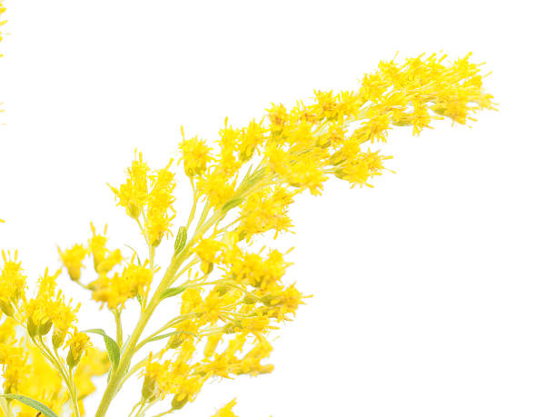 istock goldenrod flowers on a white background 525358215