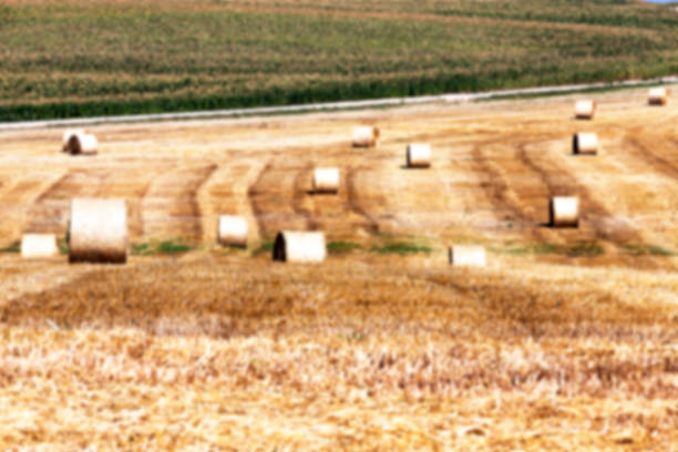 istock haystacks in a field of straw 525358758