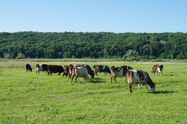 istock Cows on green grass in the summertime 525359928