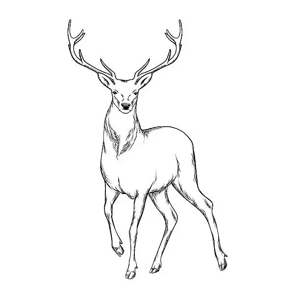 Vector illustration of Hornet deer. Linear doodle