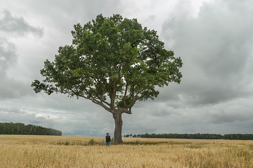 Teenage boy in black hoodie and blue jeans is standing under huge branchy oak tree crown growing in oat farm field at stormy cloudscape background