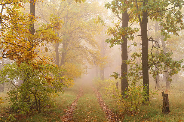istock autumn forest with misty morning 525360816