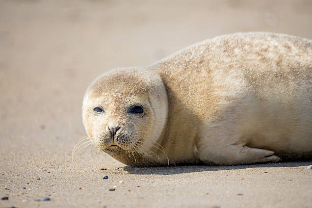 istock Young Harbor Seal baby 525360860