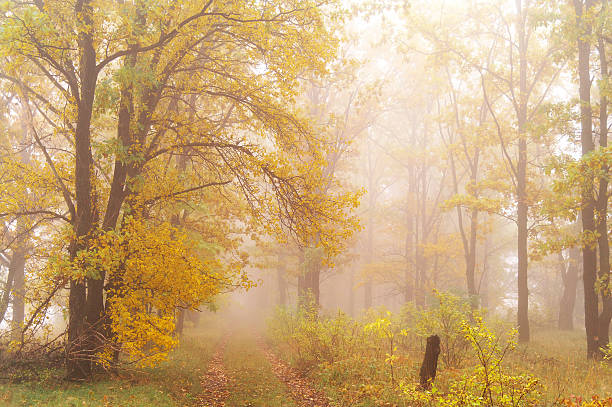istock autumn forest with misty morning 525360864