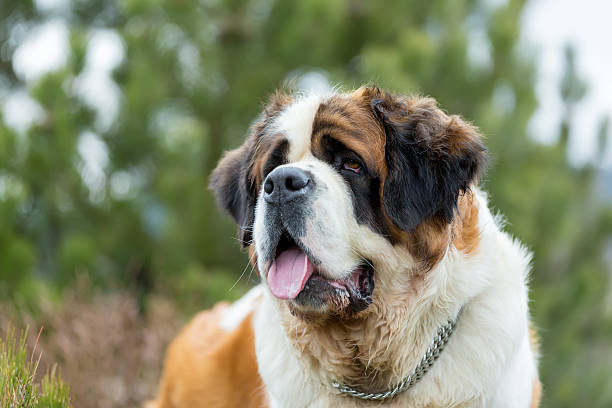 istock Portrait of a nice St. Bernard dog 525361074