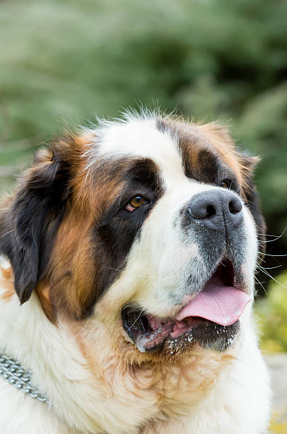 istock Portrait of a nice St. Bernard dog 525361104