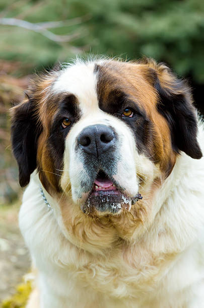 istock Portrait of a nice St. Bernard dog 525361152
