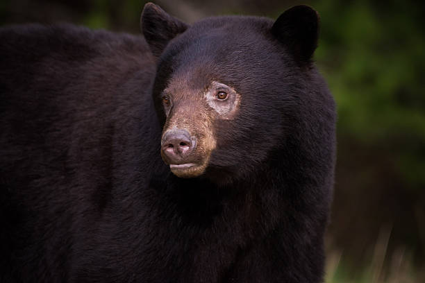 istock Close up of a wild Black Bear 525361664
