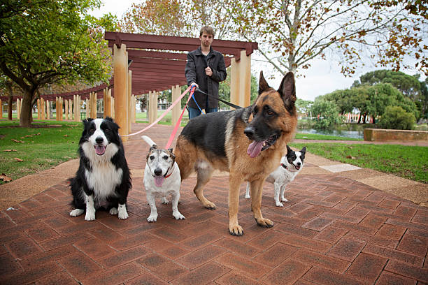 quatro cães em um passeio - dog mixed breed dog group of animals small imagens e fotografias de stock