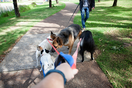 Four dogs meeting in a park.