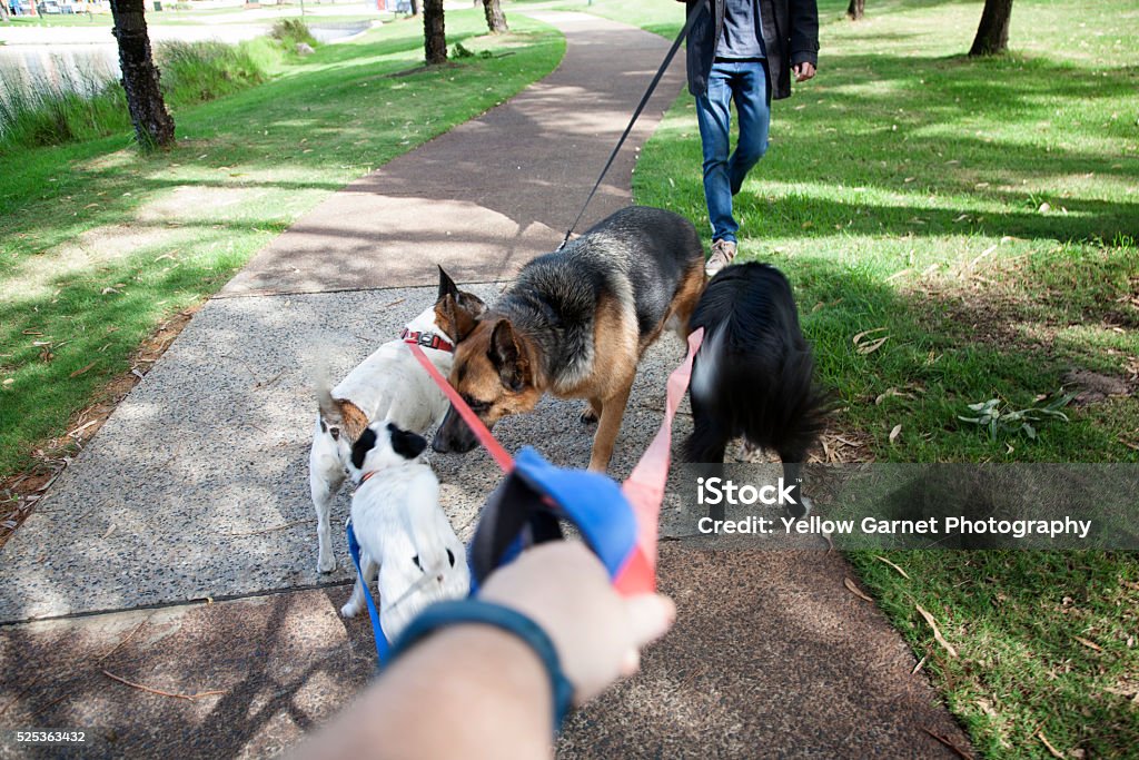 Dogs Meet In Park Stock Photo - Download Image Now - Dog, Meeting, Greeting - iStock Dogs Meet In Park Stock Photo - Download Image Now - Dog, Meeting, Greeting - iStock