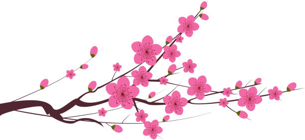 Plum Tree Vector Art Icons And Graphics For Free Download