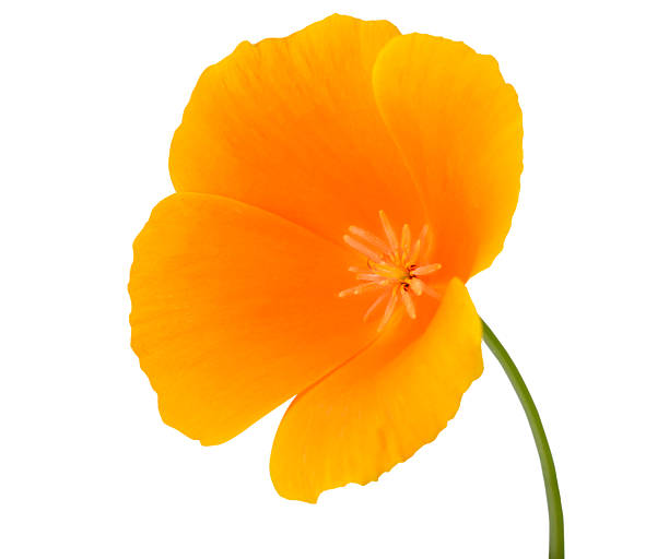 istock Yellow Wildflower with orange center Isolated 525364137