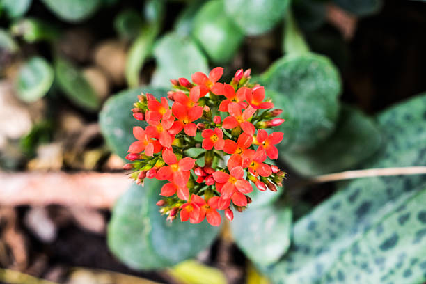 istock Kalanchoe red flower green leaf beautiful on top view 525365204