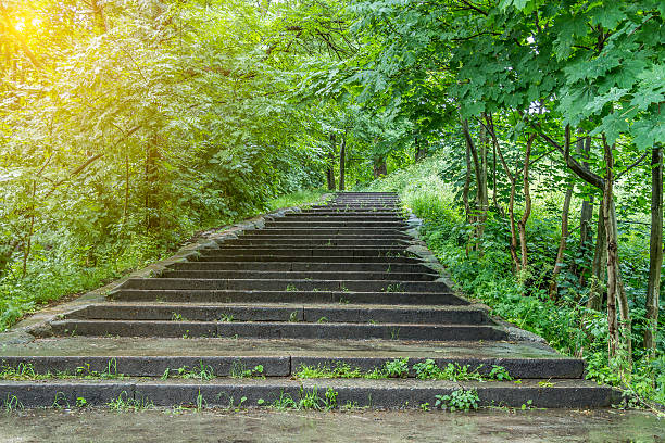istock Park alley in summer 525365258