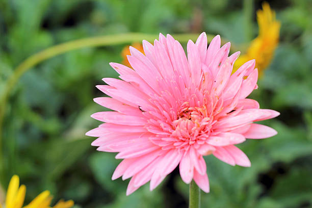 istock Gerbera flowers in the nature 525365637