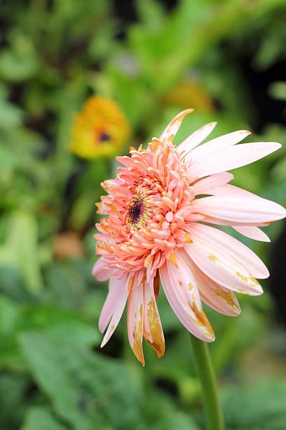 istock Gerbera flowers in the nature 525365667