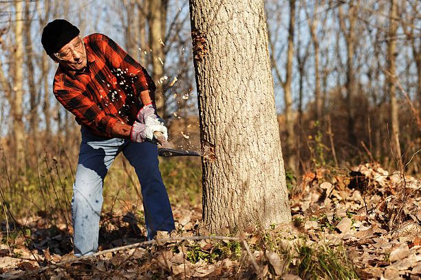 Lumberjack cutting tree with axe Senior lumberjack cutting tree with axe in the forest axe photos stock pictures, royalty-free photos & images