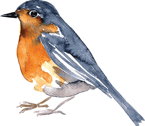 ilustraciones, imágenes clip art, dibujos animados e iconos de stock de acuarela dibujo pájaro - robin