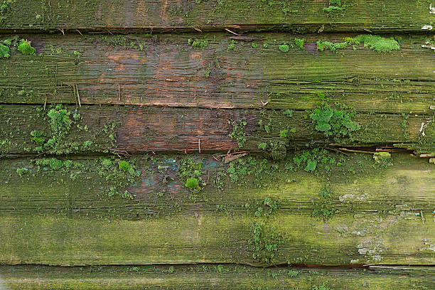 Grunge Wood panels with old painted for background stock photo