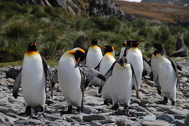 istock King penguins, Fortuna Bay, South Georgia 525366659