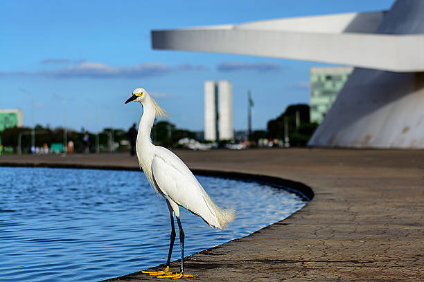 garça-branca em pé no museu nacional de brasília - national congress building imagens e fotografias de stock