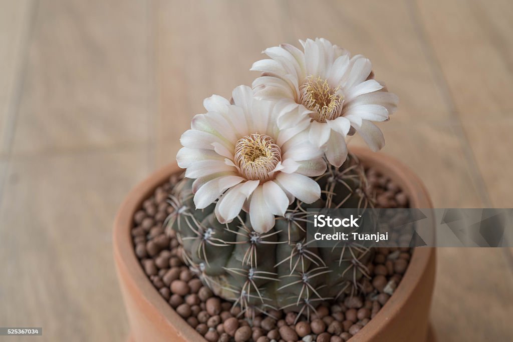 Gymnocalycium cactus flower in clay pot Barrel Stock Photo