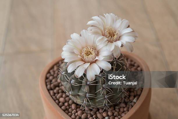 Gymnocalycium Cactus Flower In Clay Pot Stock Photo - Download Image Now - Barrel, Beauty, Botany