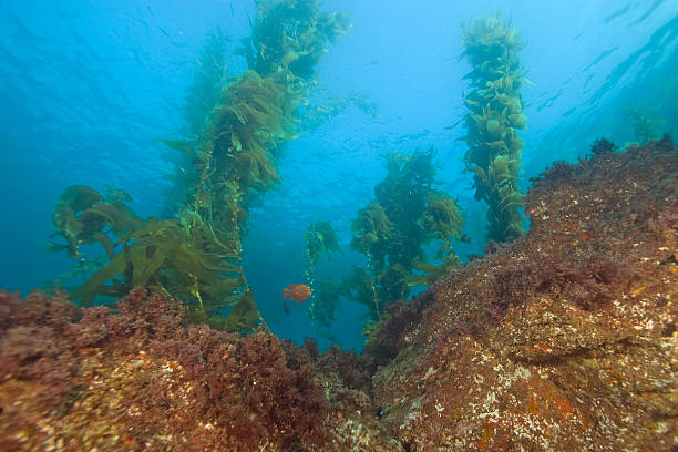 istock Underwater Catalina Island Kelp Reef 525367127