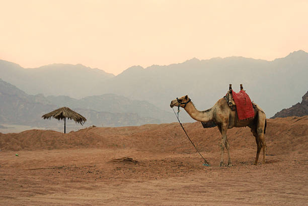 istock Camel in Egupt mountains and sand desert 525367190
