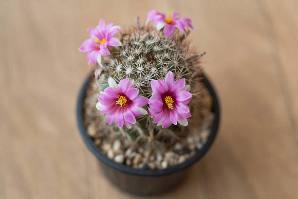 istock Mammillariacactus flower in clay pot 525367242