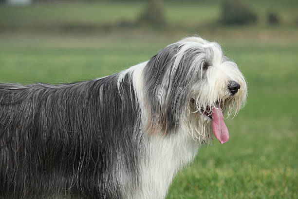 istock Portrait of beautiful bearded collie 525367826