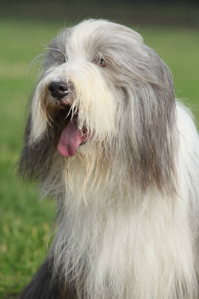 istock Amazing Bearded collie sitting 525367896