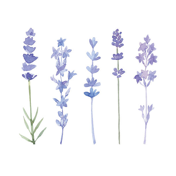 Watercolor lavender set. Set of different lavender flowers  painted by watercolor, vector illustration. Lavender flowers isolated on white background. Vector illustration. lavender stock illustrations