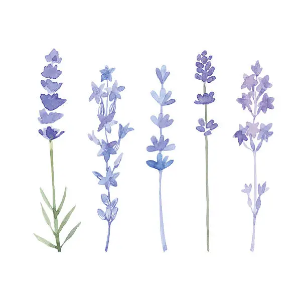 Vector illustration of Watercolor lavender set.