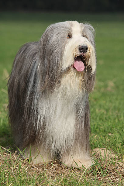 istock Beautiful bearded collie standing in the nature 525367986