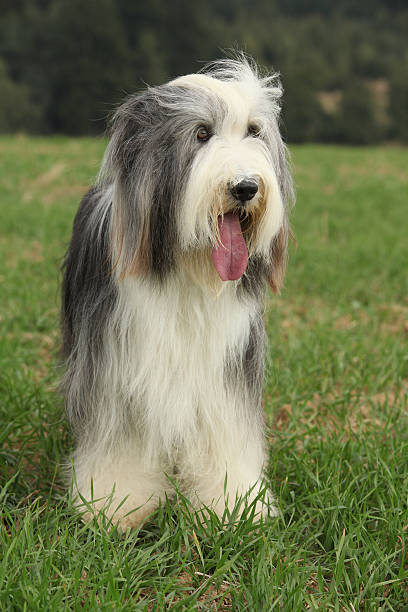 istock Beautiful bearded collie standing in the nature 525368094