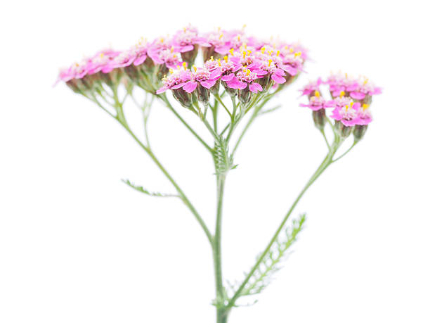 istock pink milfoil on white background 525369017