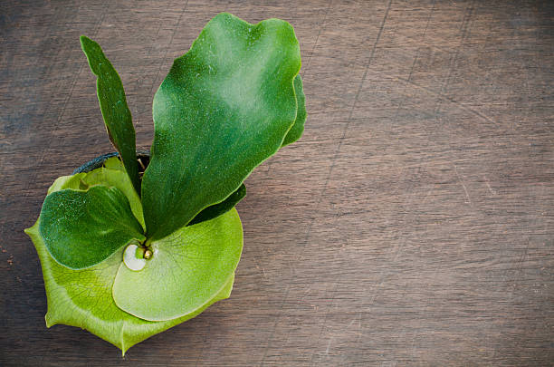 Staghorn fern on wooden background Staghorn fern on wooden background sponger stock pictures, royalty-free photos & images
