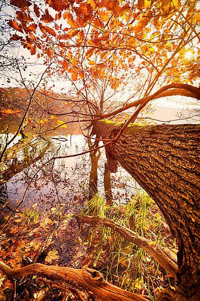 倒れた木は秋の湖 - oak tree tree grass hdr ストックフォトと画像